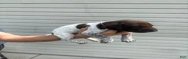 German Shorthaired Pointer 1