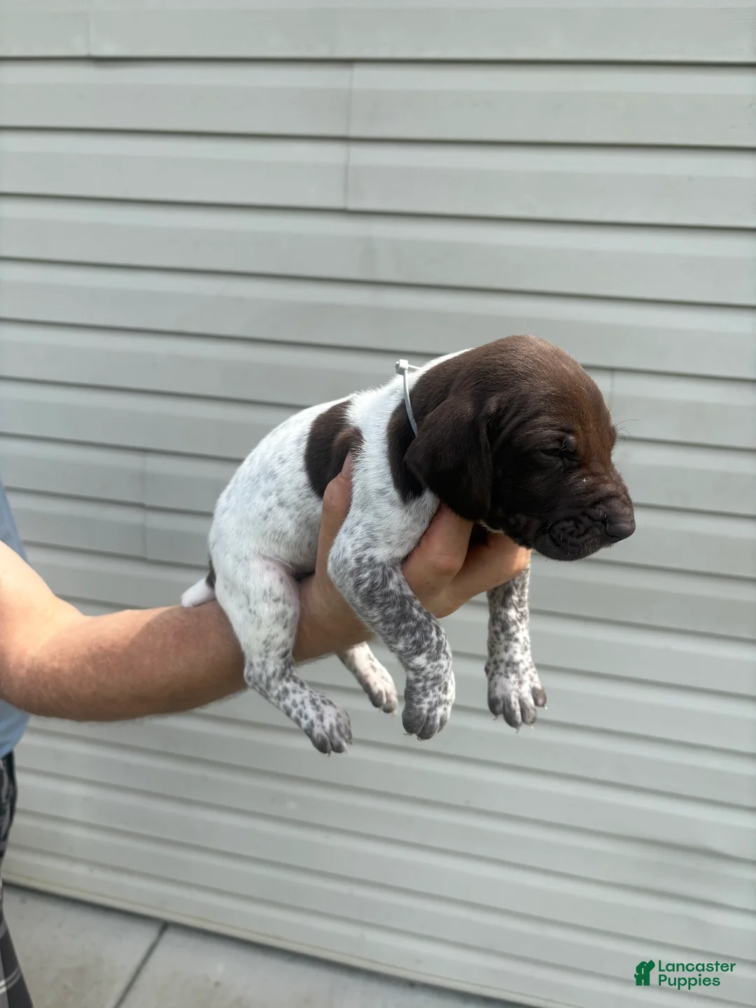 German Shorthaired Pointer dogs for sale: German Shorthaired Pointer 1 - Ad 1