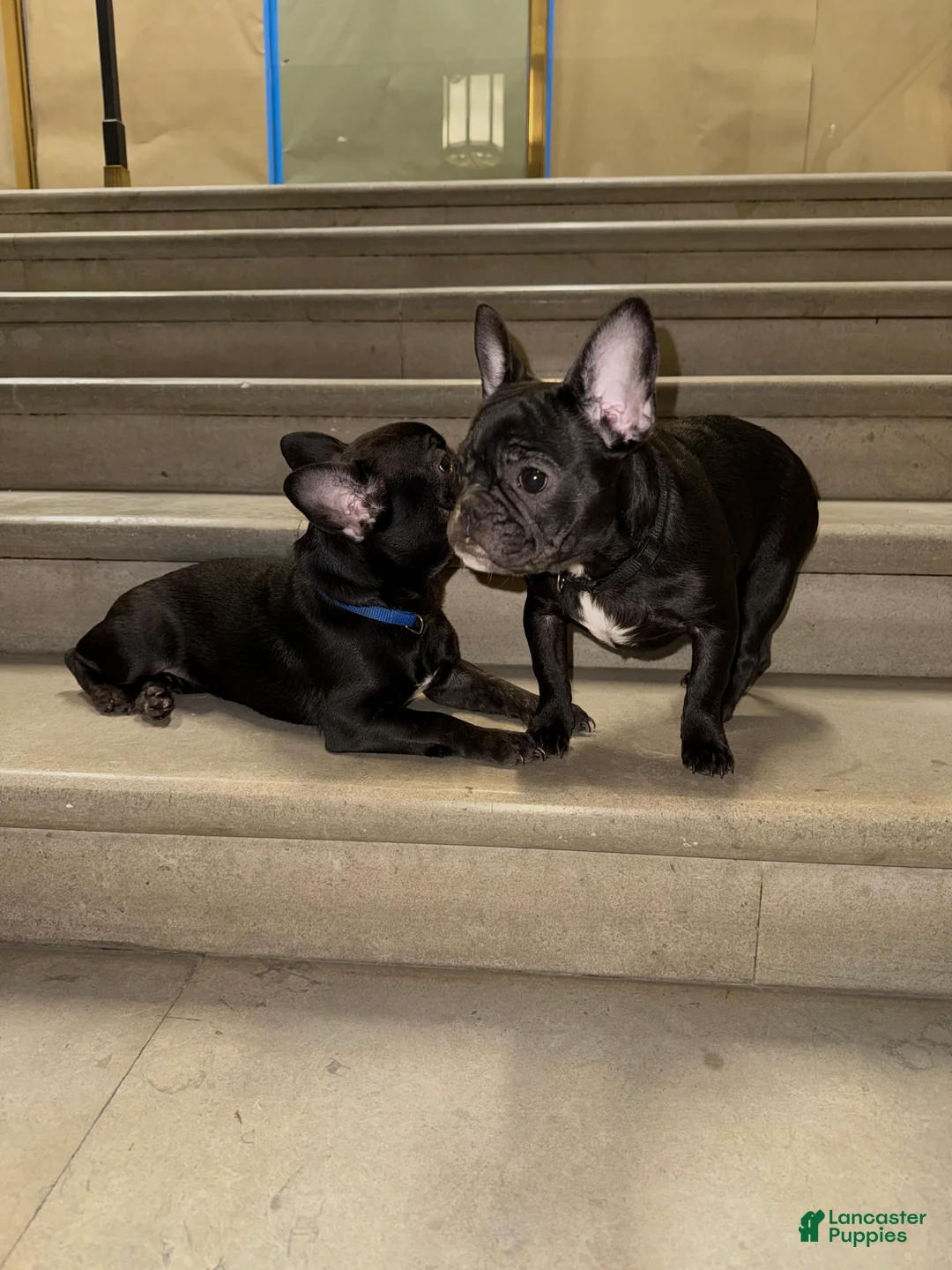 French Bulldog dogs for sale: Hershey twins 2 - Ad 2
