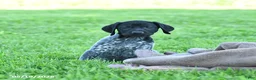 German Shorthaired Pointer dogs for sale: Royal - Ad 4