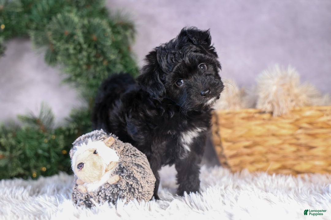 Mini Aussiedoodle dogs for sale: Kit Kat - Ad 21