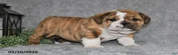 English Bulldog dogs for sale: Zeke - Ad 3