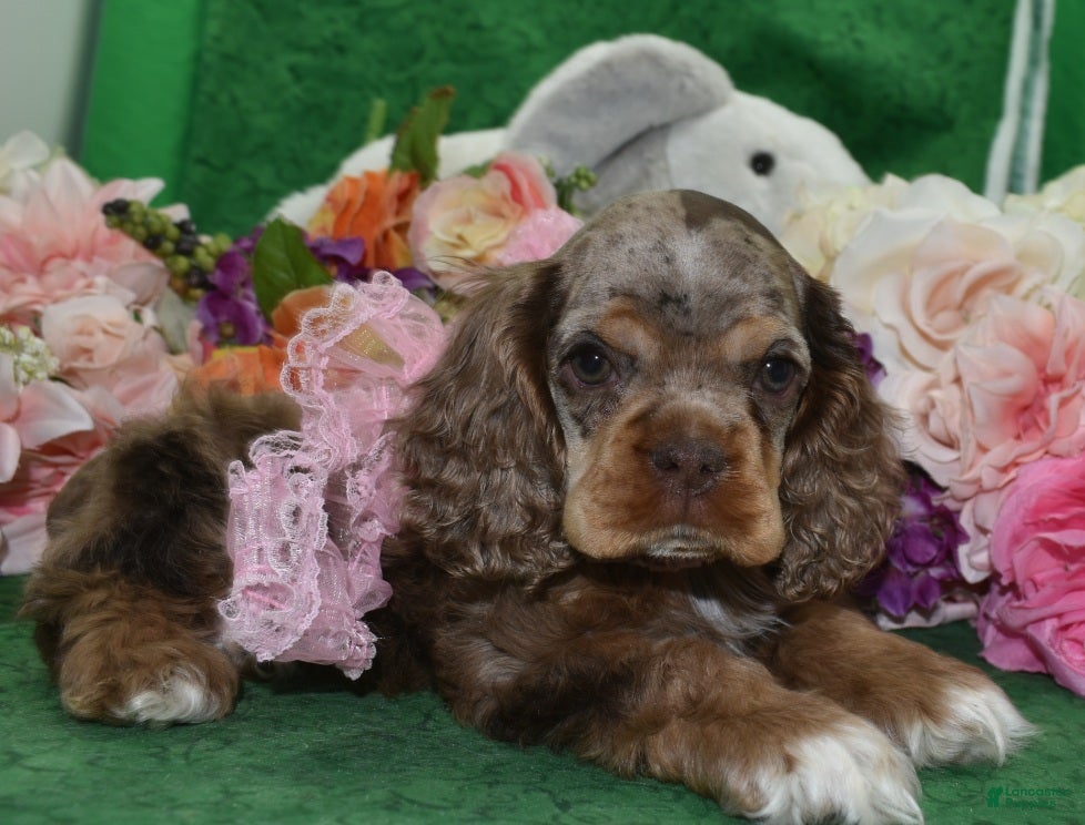 Cocker Spaniel dogs AKC Lily Chocolate Tan Merle Amerrican Cocker Spaniel Puppy - Ad 2