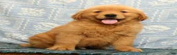 Golden Retriever dogs for sale: Harry - Ad 3