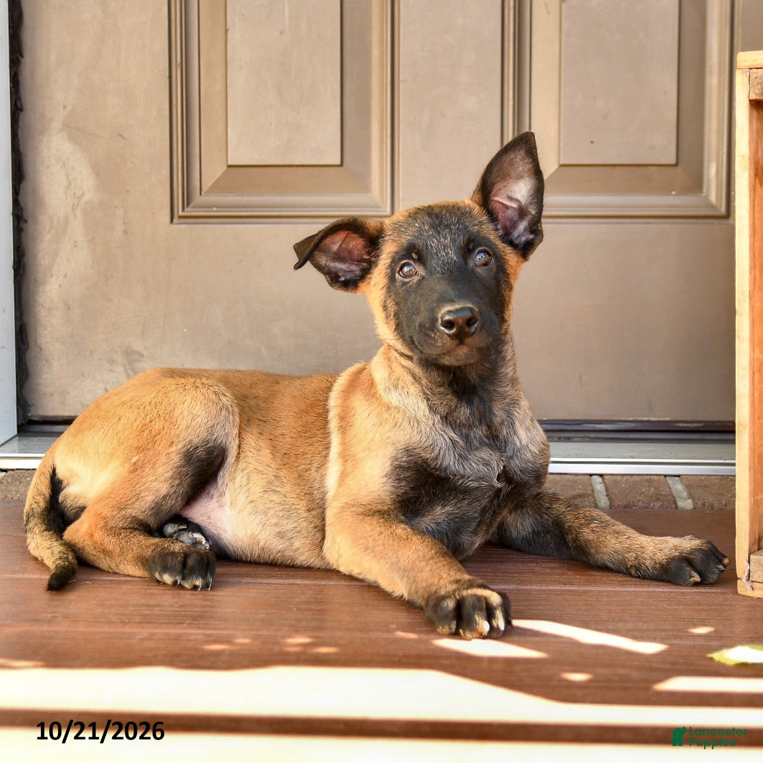 Belgian Malinois dogs for sale: Apollo  - Ad 2