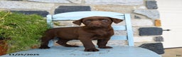 Labrador Retriever dogs for sale: Chili - Ad 2