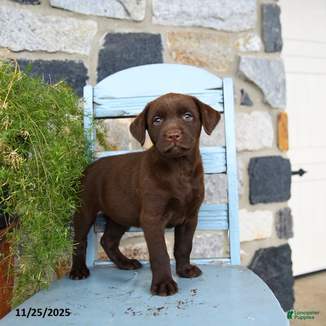 Labrador Retriever dogs for sale: Chili - Ad 2