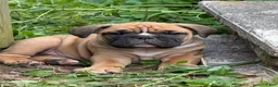 Mixed Breed dogs for sale: Grizzly - Ad 3