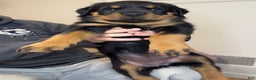 Rottweiler dogs for sale: Red girl  - Ad 3