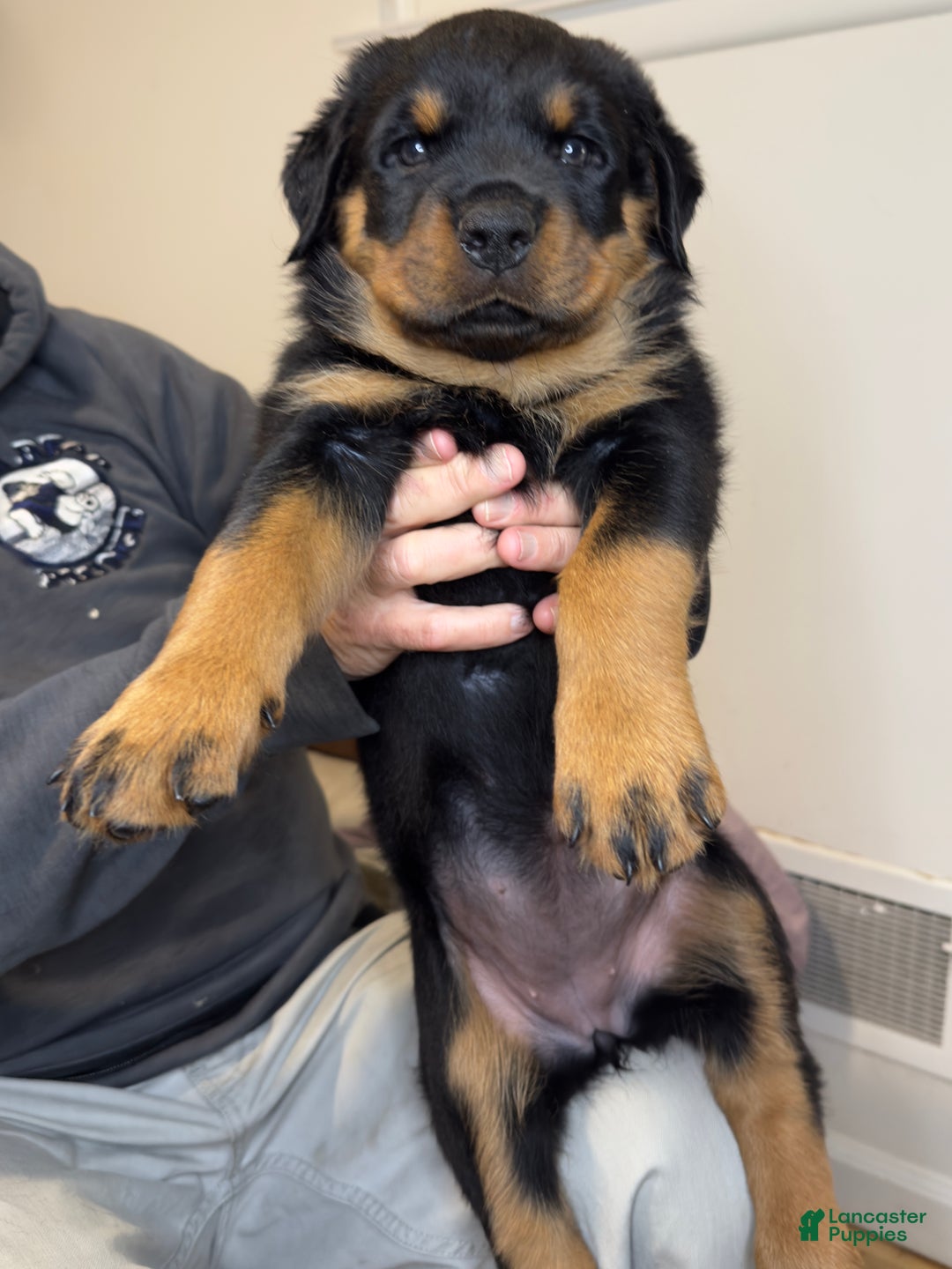 Rottweiler dogs for sale: Red girl  - Ad 3