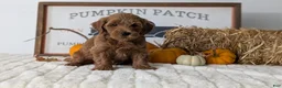 Mini Goldendoodle dogs for sale: Dash - Ad 5