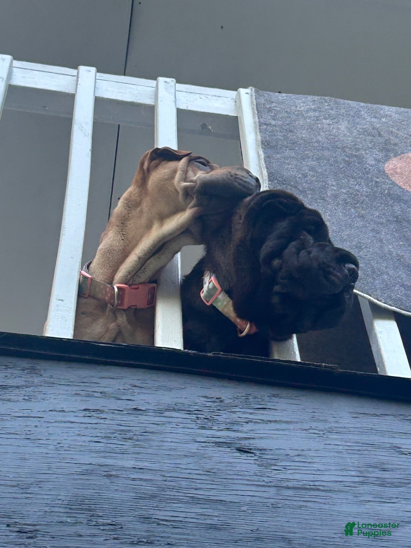Shar Pei dogs Shar Pei 2 - Ad 14