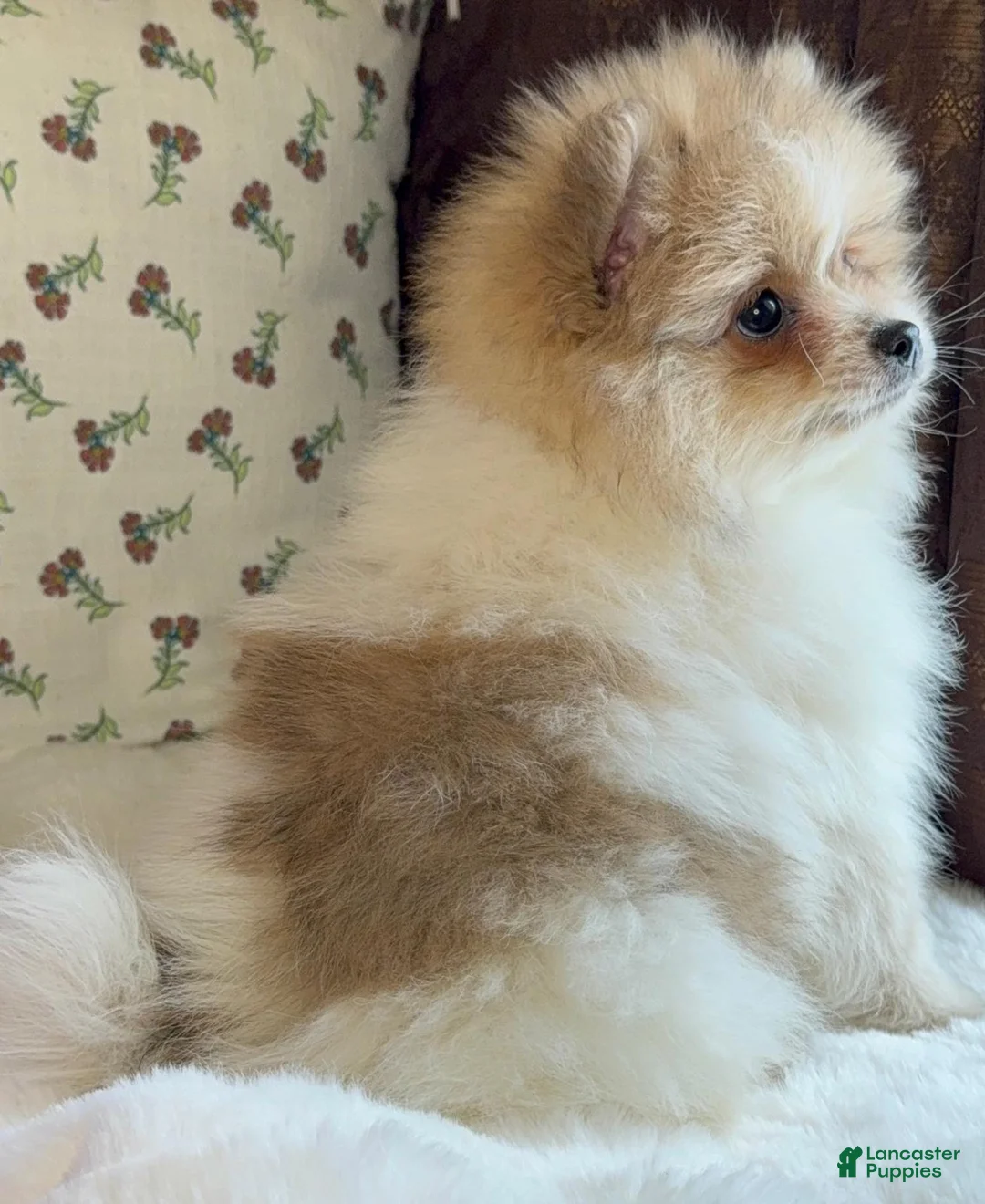 Pomeranian dogs for sale: Pomeranian Puppy Steve - Ad 2