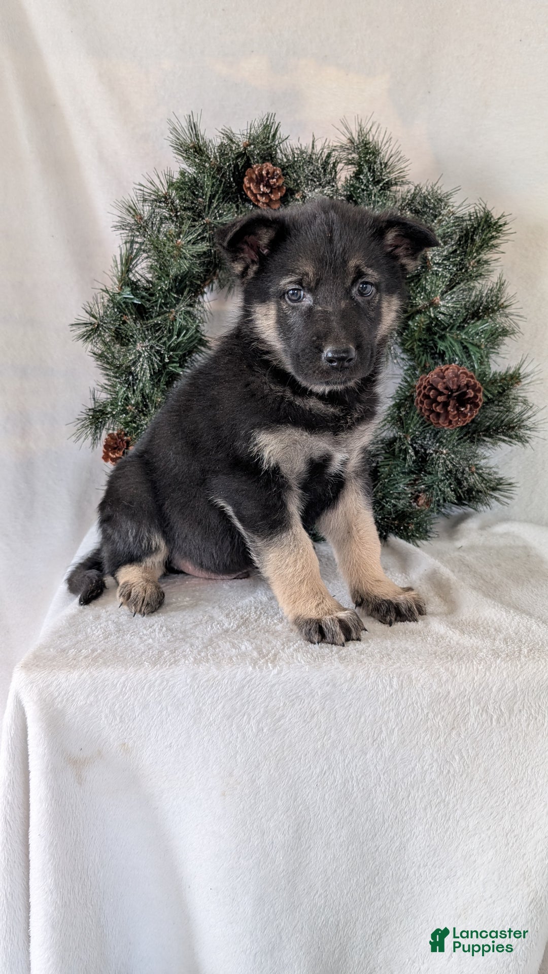 German Shepherd dogs for sale: Tommy  - Ad 6