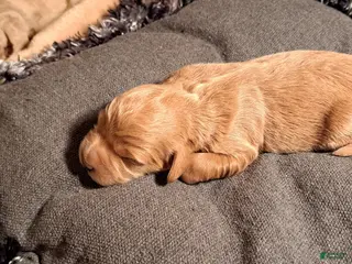 Mini Goldendoodle dogs for sale: Mini Goldendoodle Puppy 3 - Ad 3