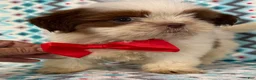 Shih Tzu dogs for sale: Shih Tzu 4 - Ad 3