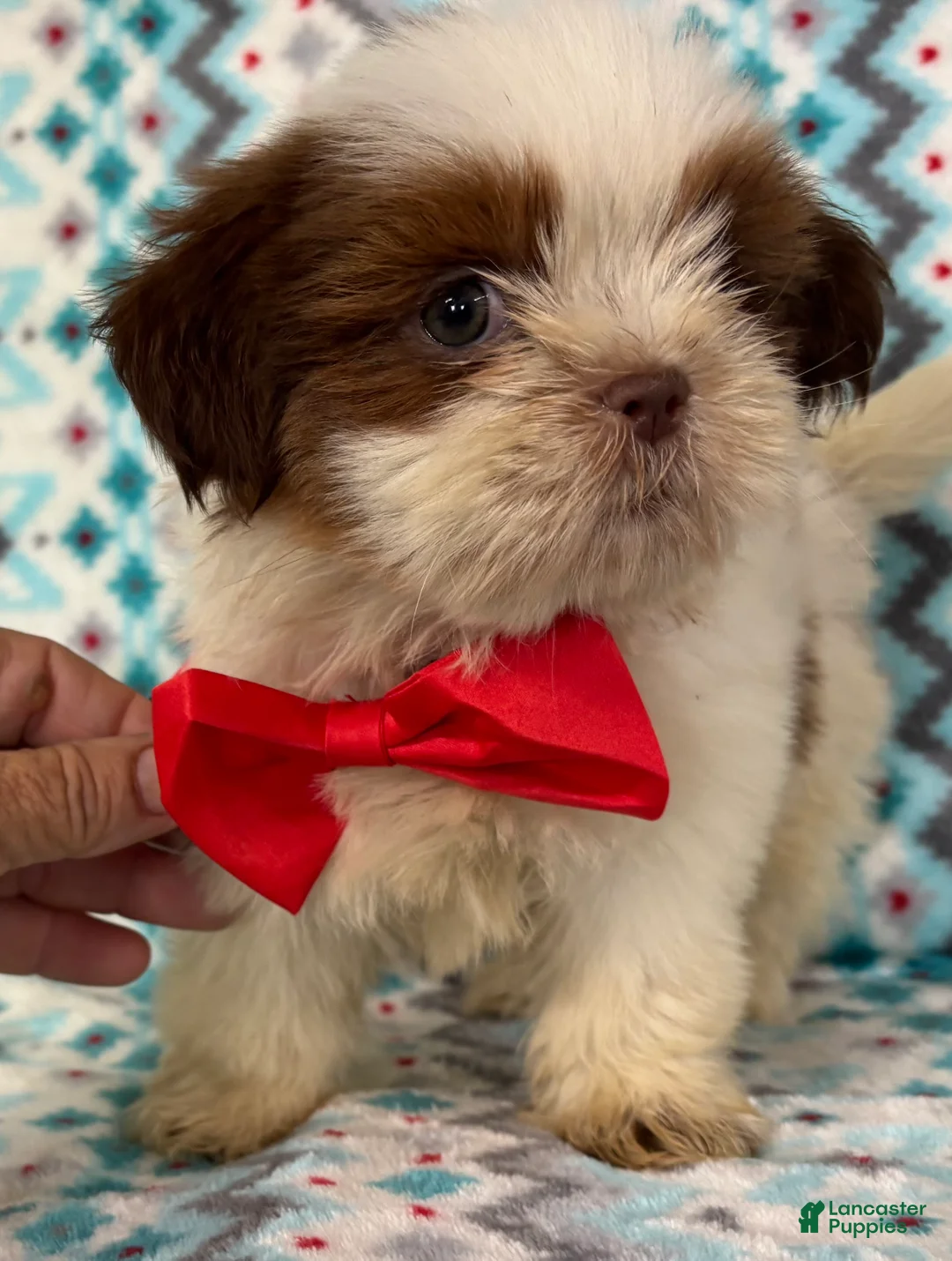 Shih Tzu dogs for sale: Shih Tzu 4 - Ad 3