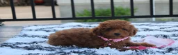 Miniature Poodle dogs for sale: Sasha  - Ad 14