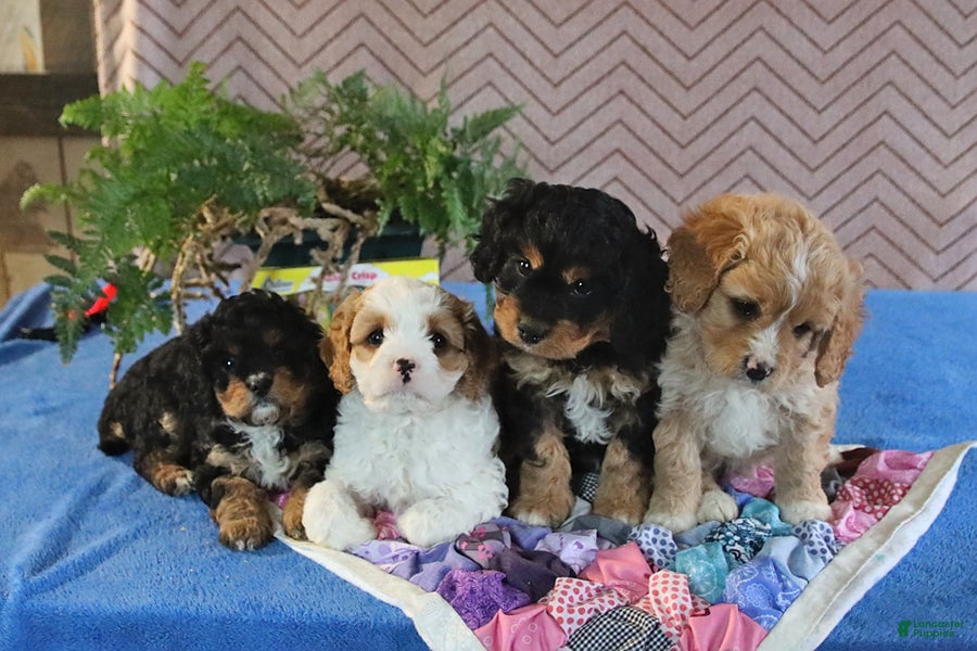 Cavapoo dogs Spotty - Ad 2