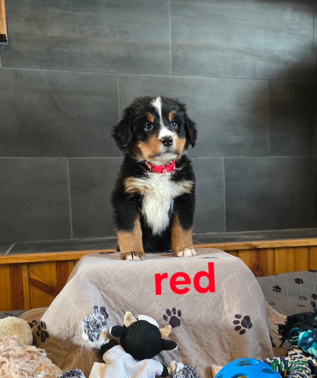 Bernese Mountain Dog dogs for sale: Red - Ad 5