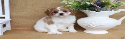 Cavapoo dogs for sale: Wendy - Ad 5