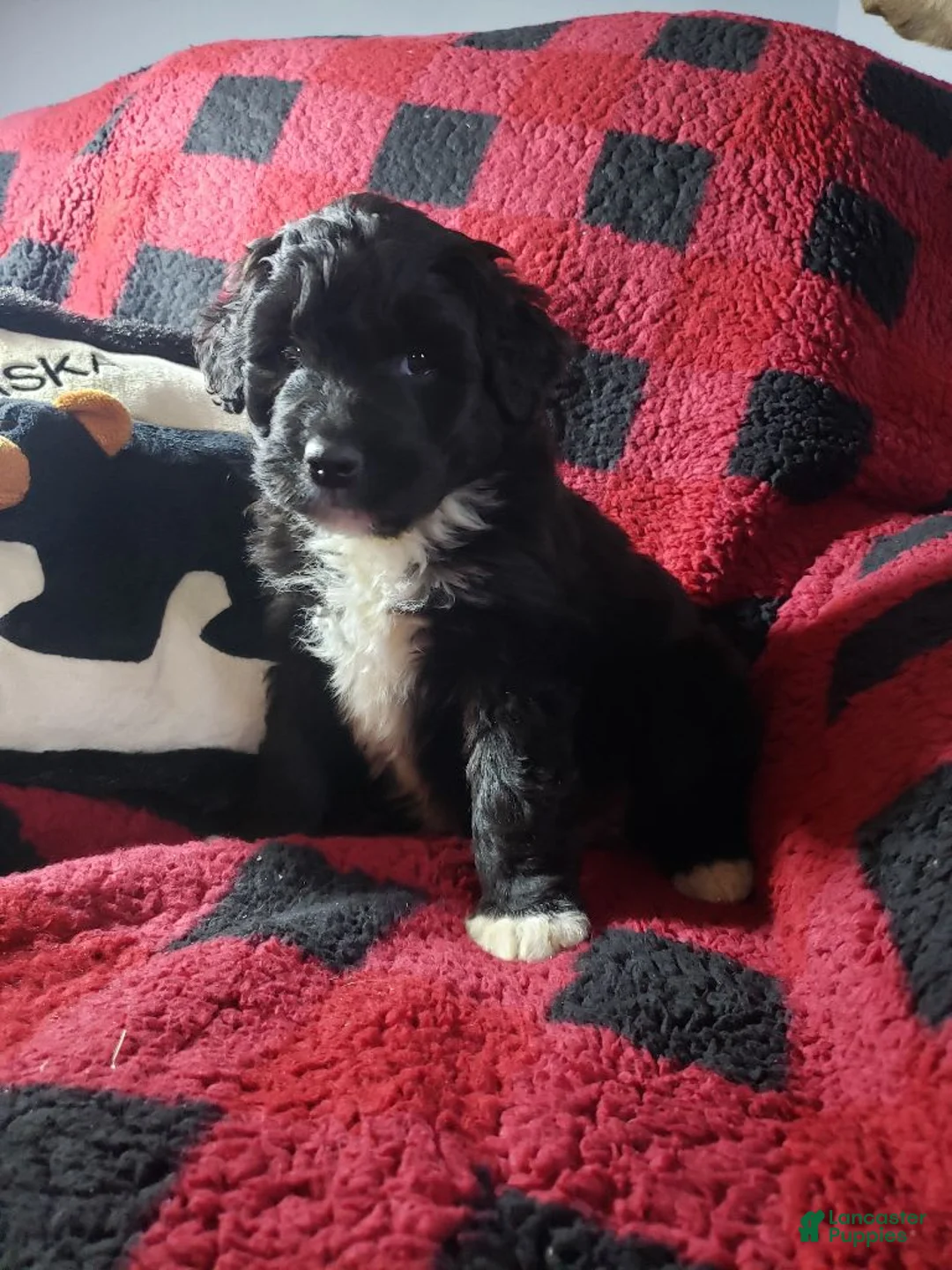 Gallery Image {{count}}