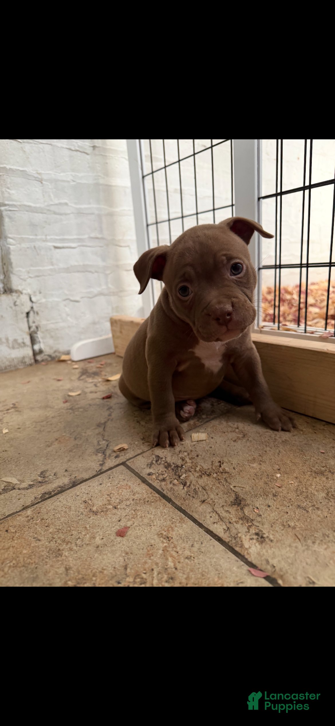 American Bully dogs American Bully 5 - Ad 4
