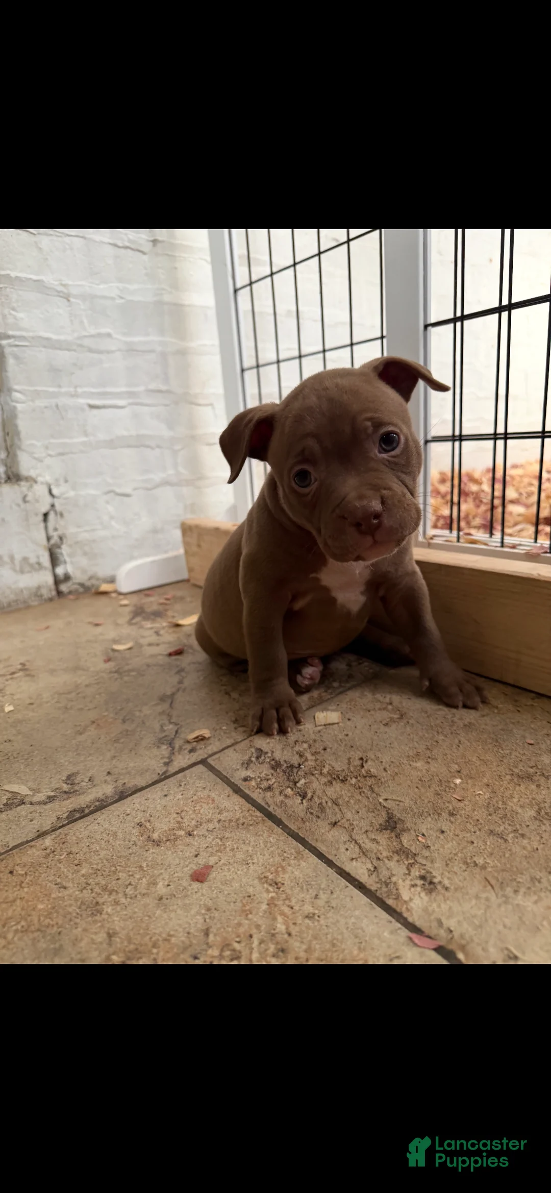 American Bully dogs for sale: American Bully 5 - Ad 1