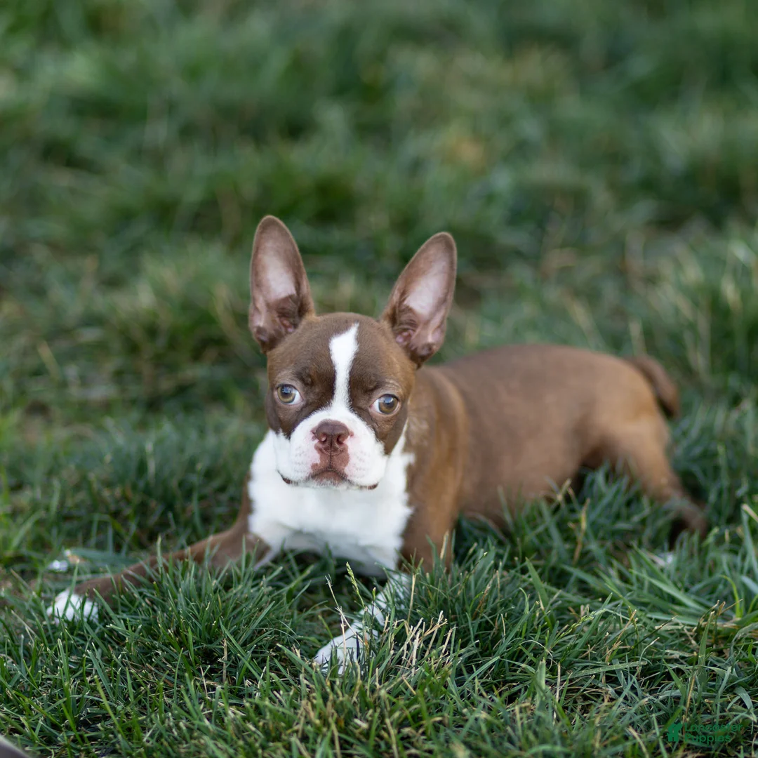Boston Terrier dogs for sale: Cocoa Boston Terrier  - Ad 2