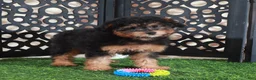 Aussiedoodle dogs for sale: Callie Sweet F1B Mini Aussiepoo Puppy - Ad 3