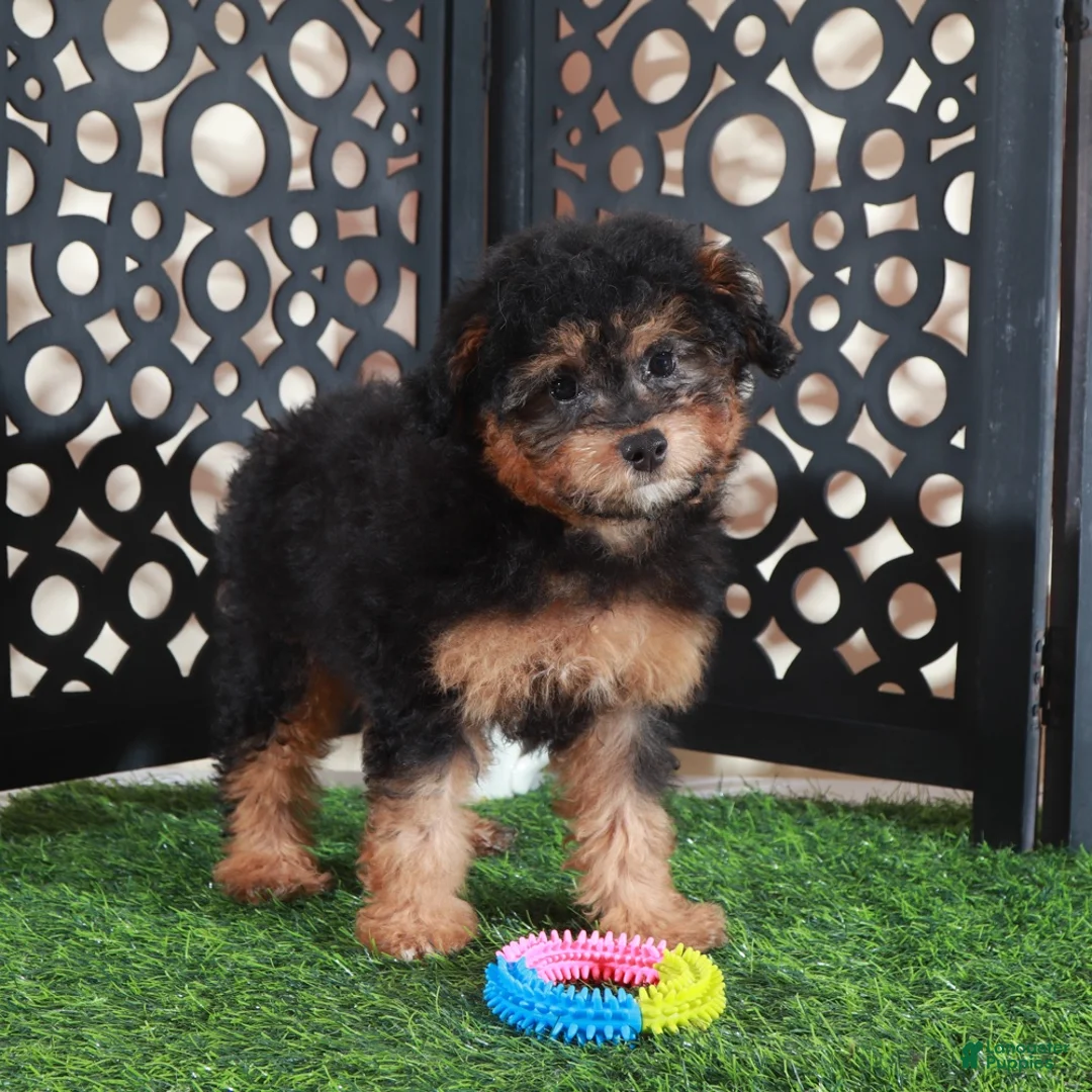 Aussiedoodle dogs for sale: Callie Sweet F1B Mini Aussiepoo Puppy - Ad 4
