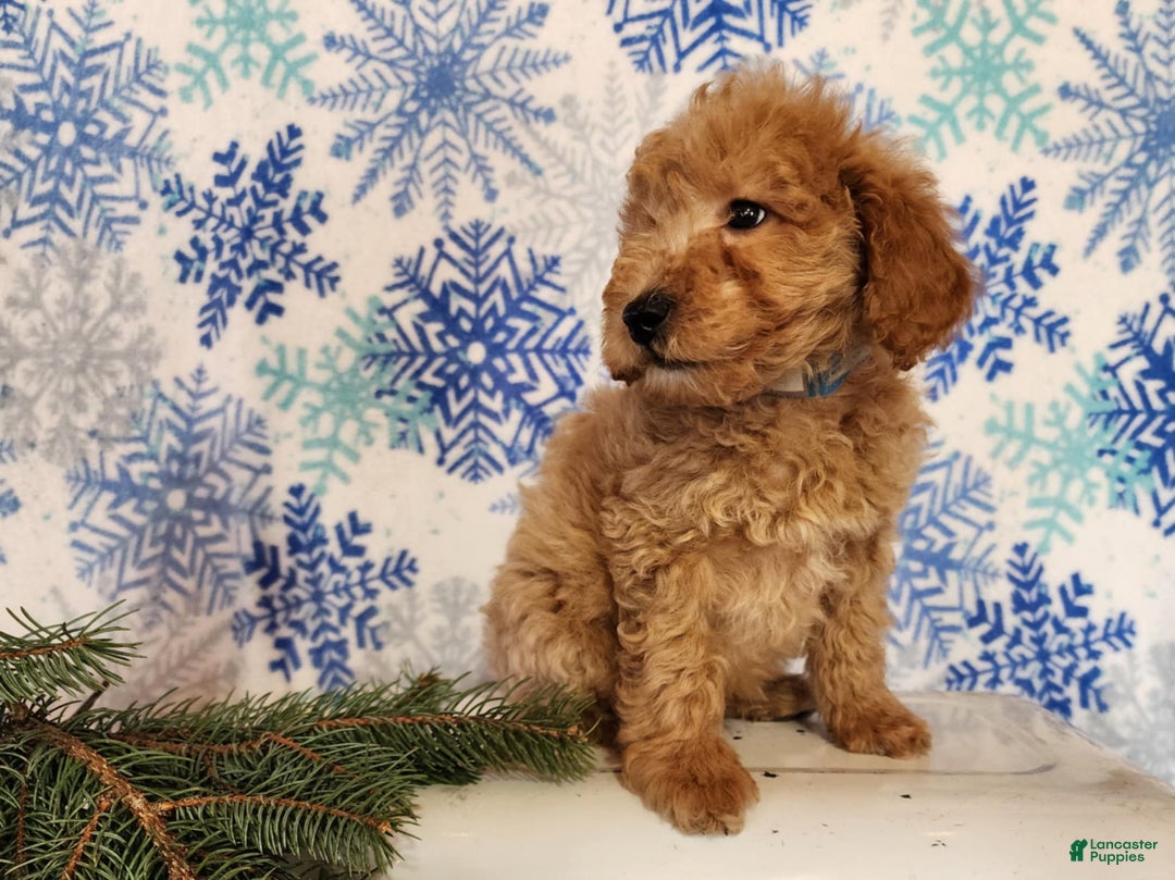 Mini Goldendoodle dogs for sale: Dover - Ad 16