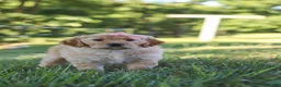 Mixed Breed dogs for sale: Jada - Ad 6