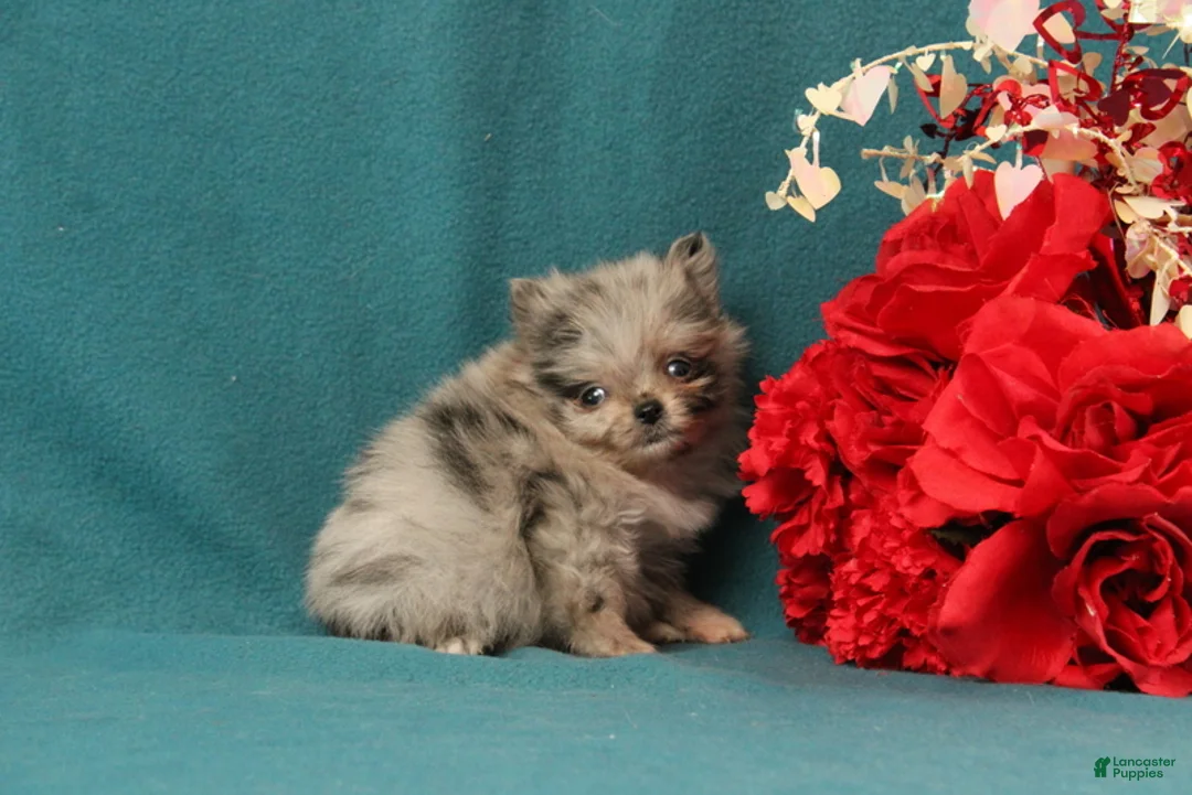 Pomeranian dogs for sale: Tessa - Ad 3