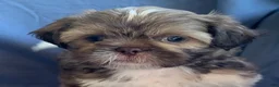 Shih Tzu dogs for sale: Monty - Ad 6