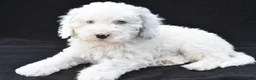 Mini Sheepadoodle dogs for sale: Cassandra - Ad 8