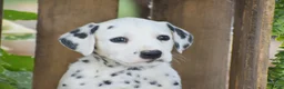 Dalmatian dogs for sale: Austin - Ad 3