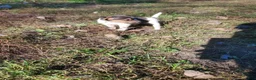 Jack Russell Terrier dogs for sale: Jack Russell Terrier 6 - Ad 8