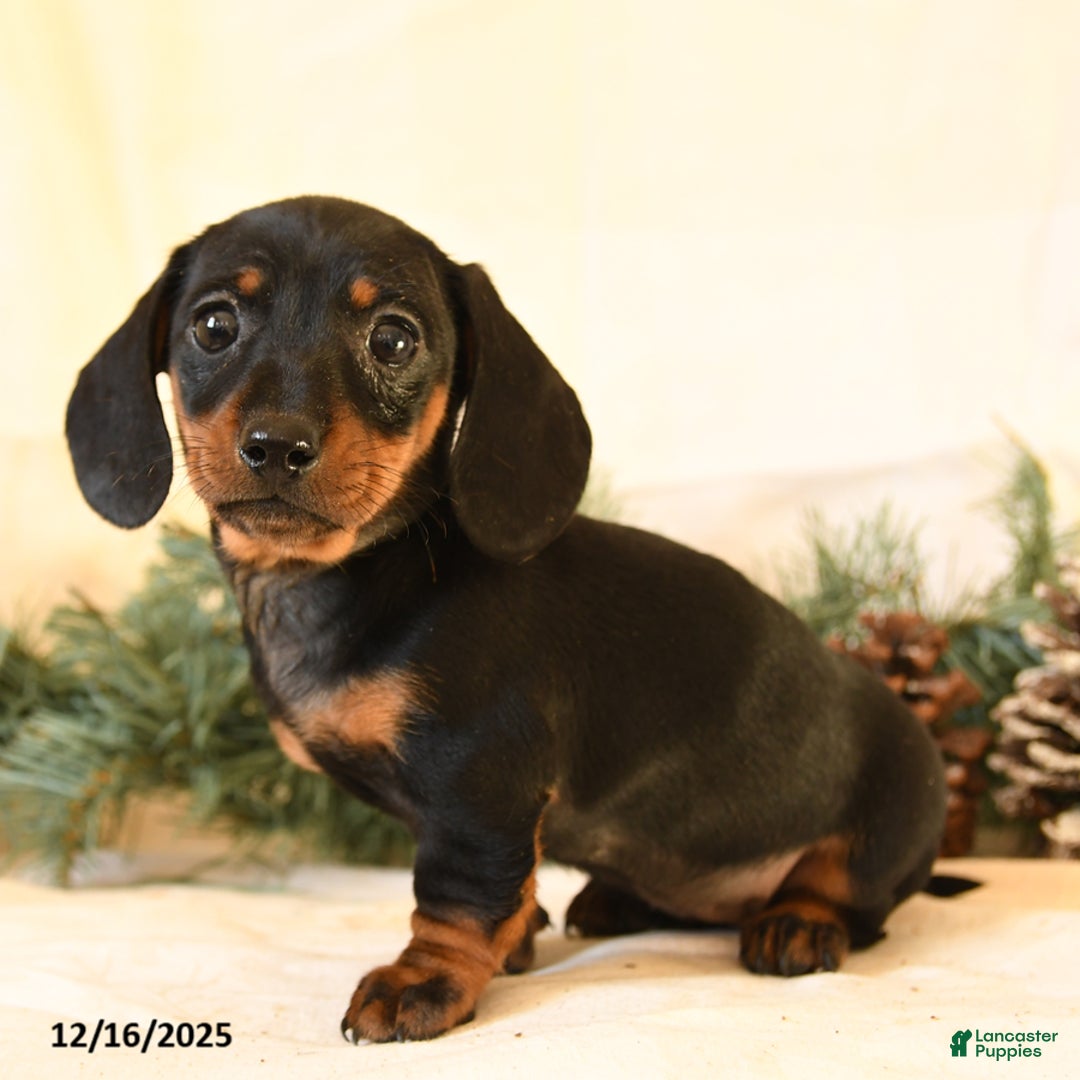 Miniature Dachshund dogs for sale: Candy - Ad 2