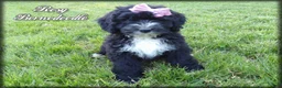 Bernedoodle dogs for sale: Rosy - Ad 1