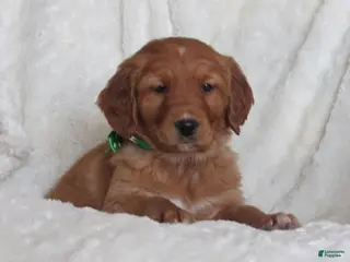 Golden Retriever dogs HENRY - Ad 3