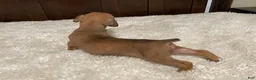 Boxer dogs for sale: Jax - Ad 19