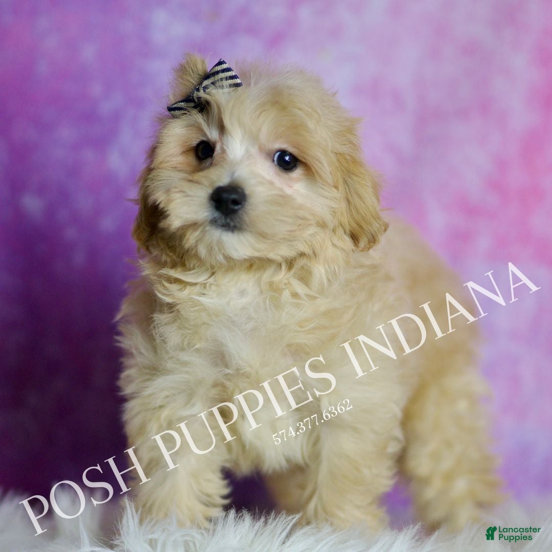 Maltipoo dogs Frankie - Ad 31