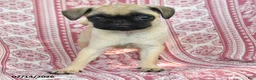 Pug dogs for sale: Meg - Ad 3