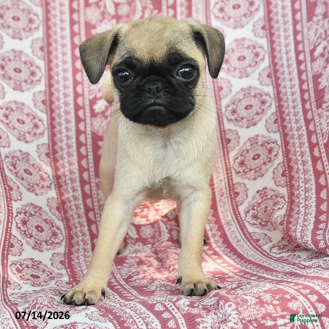 Pug dogs for sale: Meg - Ad 3