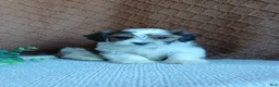 Havanese dogs for sale: Precious  - Ad 3