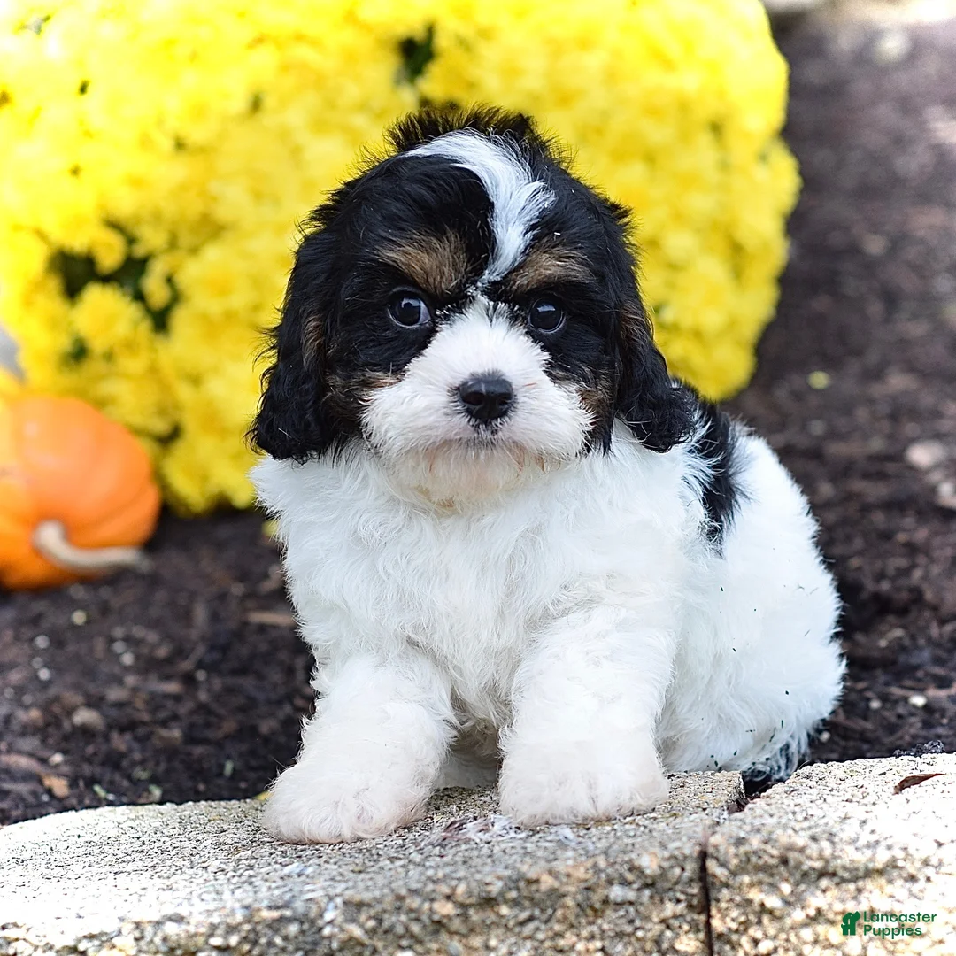 Cavapoo dogs for sale: Hudson - Ad 1