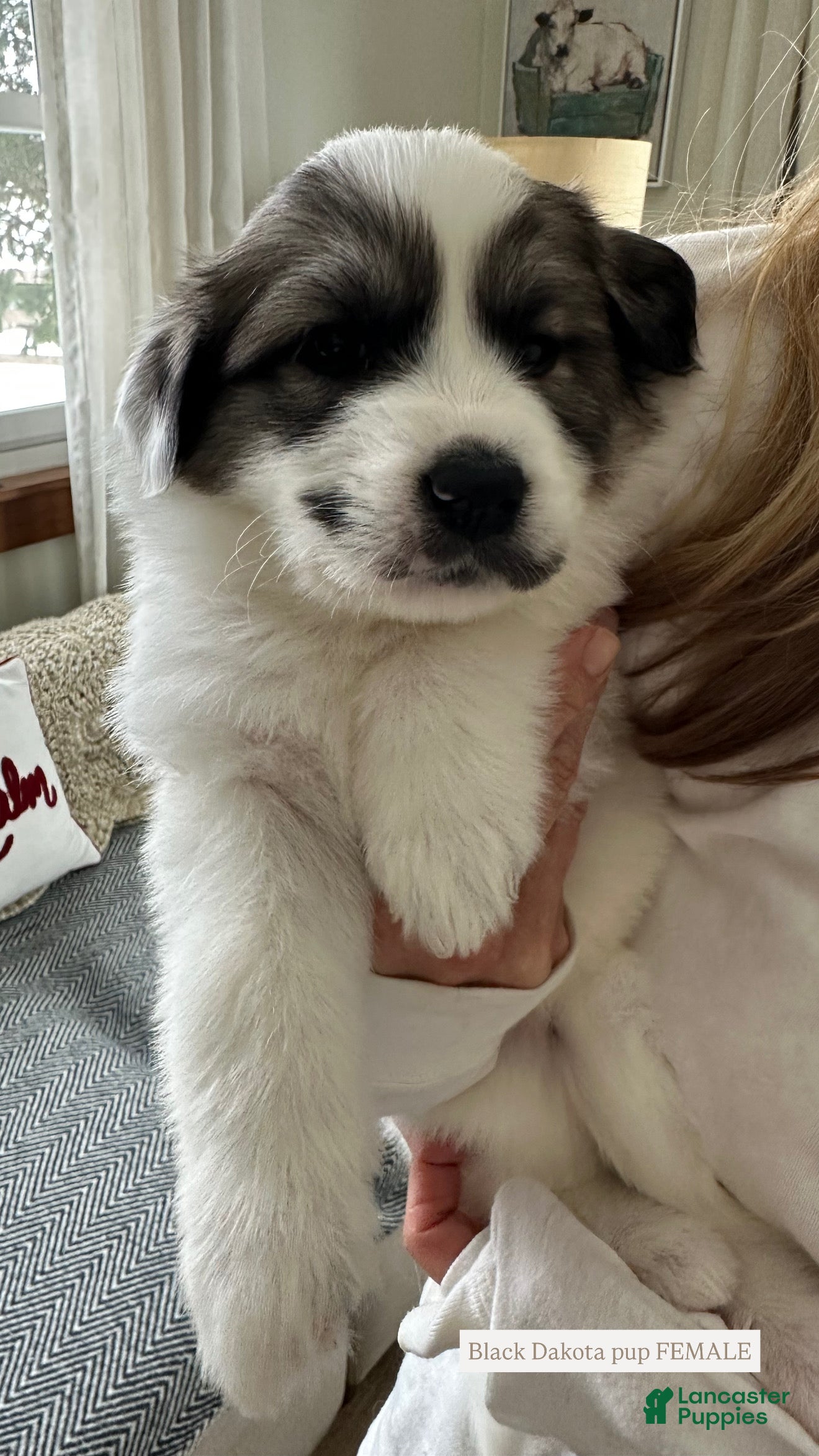 Great Pyrenees dogs Black - Ad 8