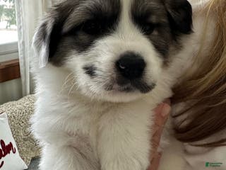 Great Pyrenees dogs Black - Ad 16