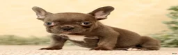 French Bulldog dogs for sale: Wanda - Ad 9
